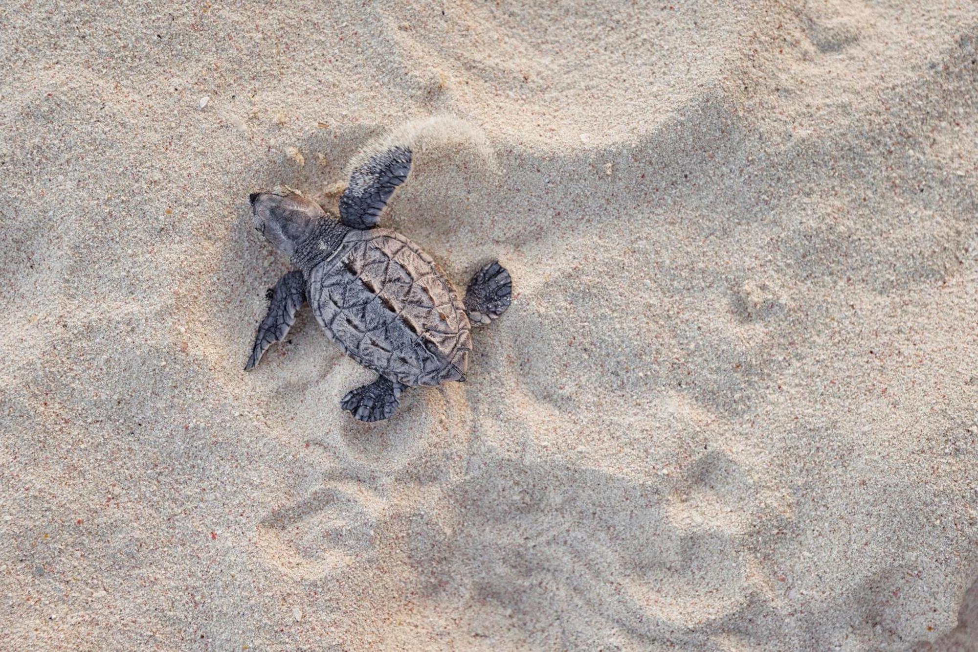 Sandals Royal Barbados All Inclusive - Couples Only Oistins Exterior foto